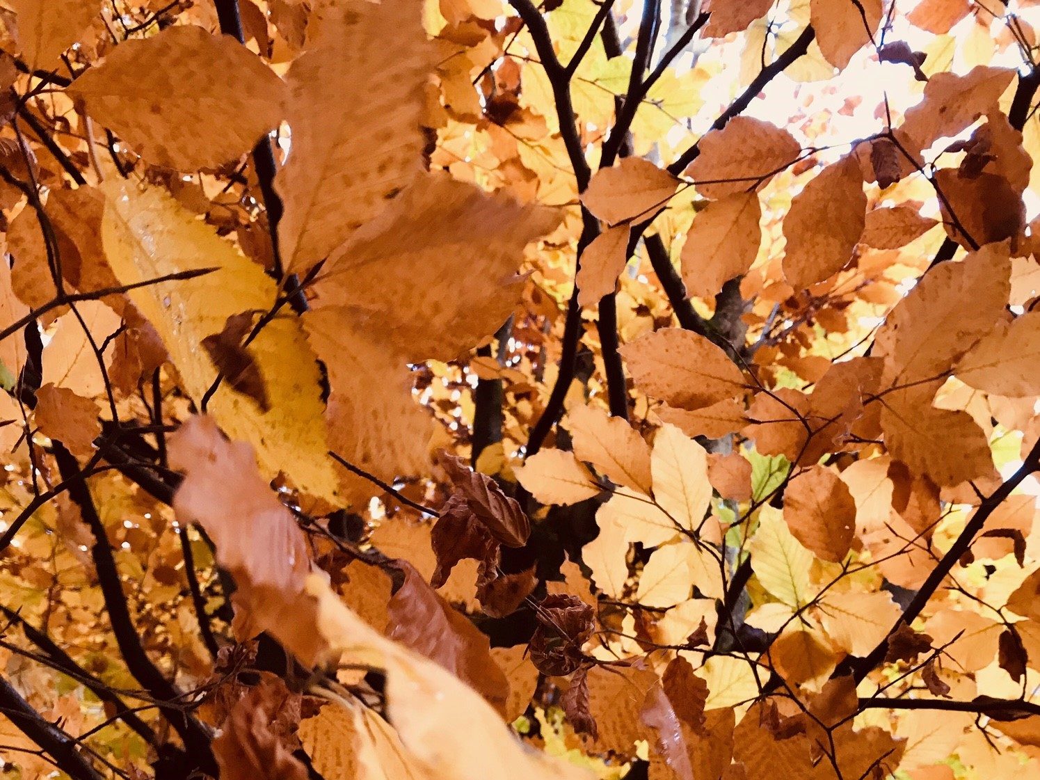 Herbstlaub Mediensterben ImPressRoom